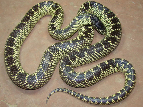 Reptile Facts - An adult Desert Kingsnake (Lampropeltis getula...