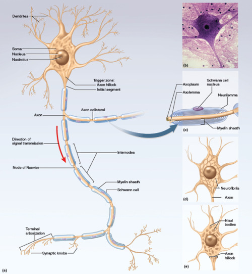 download free structure of neuron