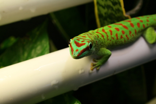 Reptile Facts - A Crimson Giant Day Gecko (Phelsuma grandis or...