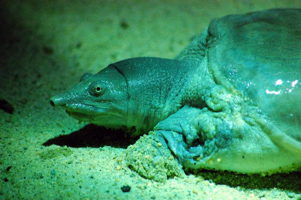 Reptile Facts The Chinese Soft Shelled Turtle Pelodiscus 