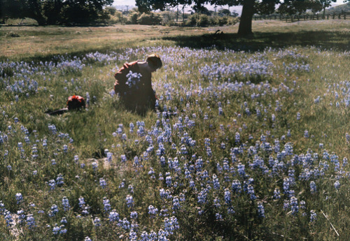 maudelynn:Picking Wild Flowers, Santa Cruz c.1927