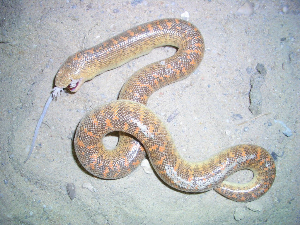 Reptile Facts - Saudi Arabian Sand Boa, (Eryx jayakari ...
