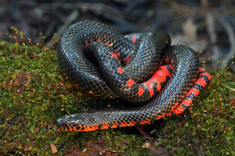 Reptile Facts - The Mud Snake (Farancia abacura) is a species of...