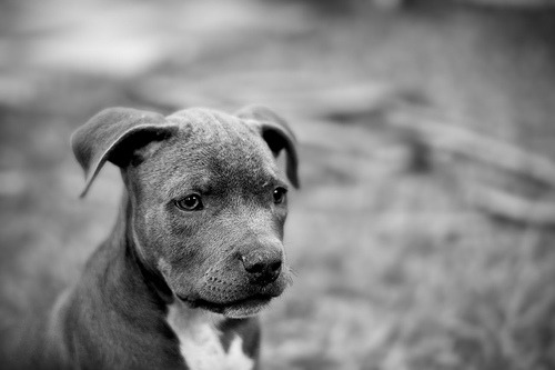 pit bull puppy on Tumblr