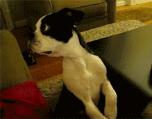 tumblr_lyczdyYVgi1r212eh.gif