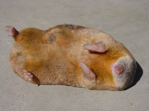 Image result for golden mole