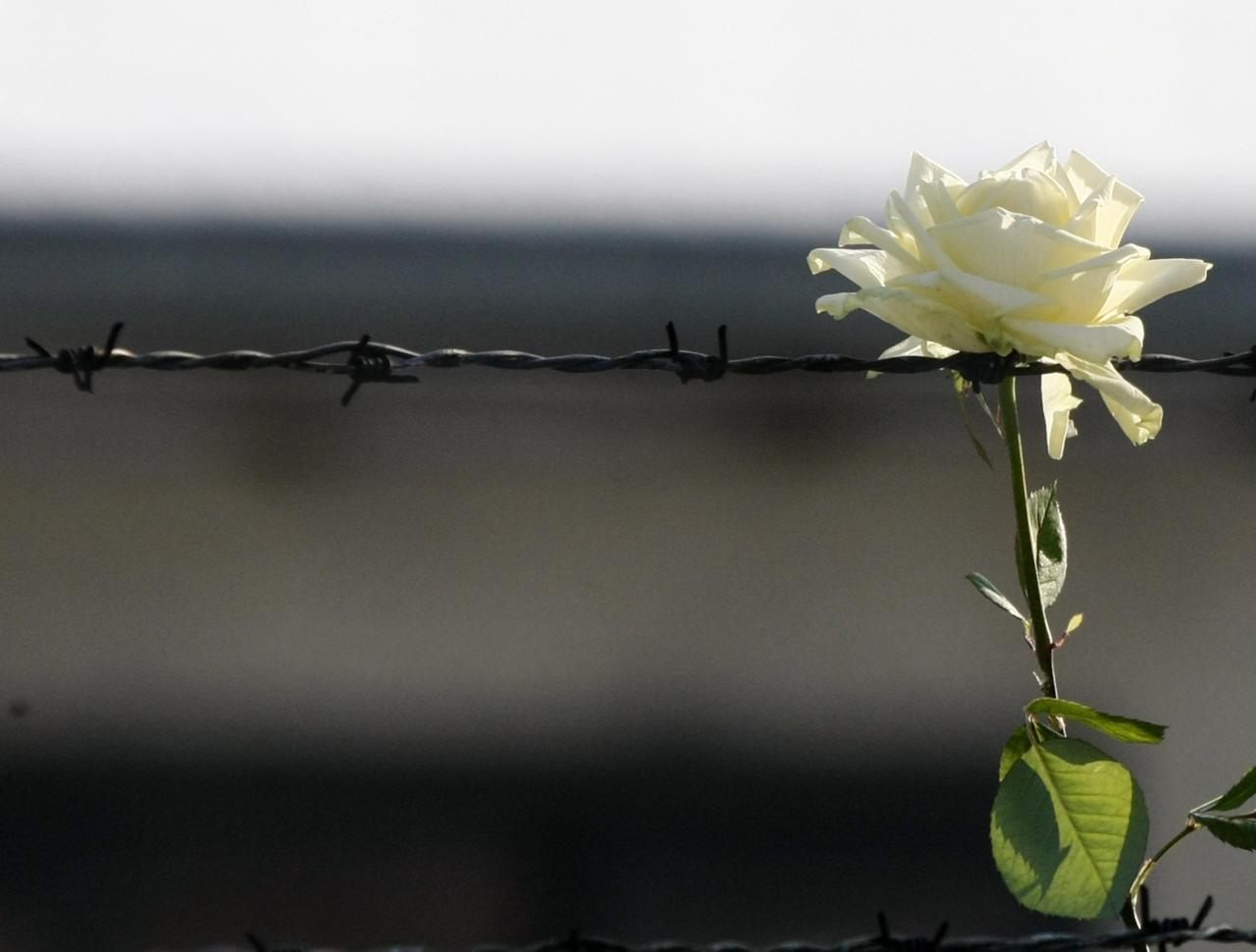 briar rose holocaust
