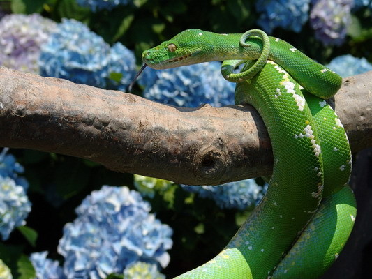 Reptile Facts - charmthesnake: Green Tree Python (aru ...