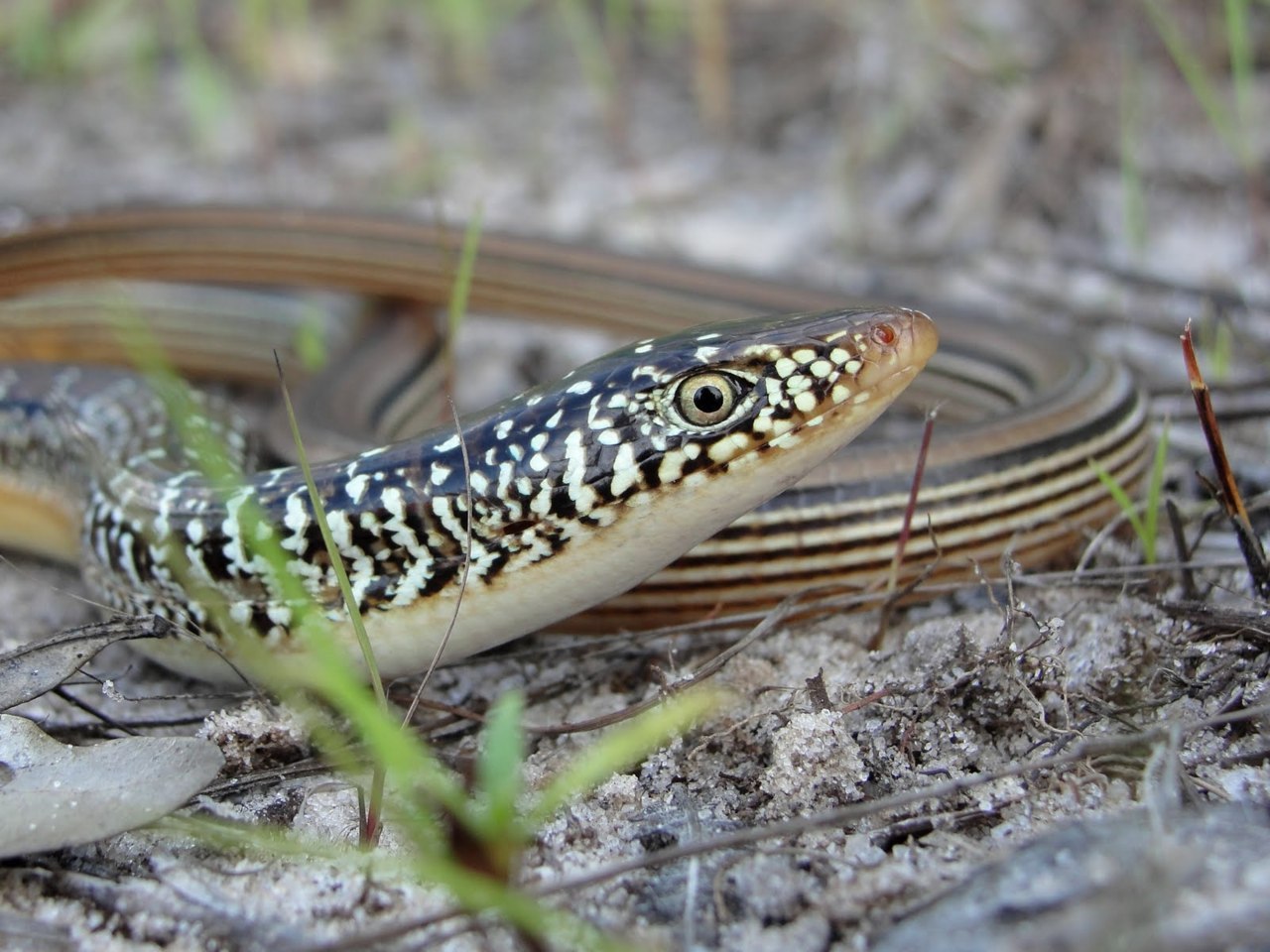 Reptile Facts - The Eastern Glass Lizard (Ophisaurus ...