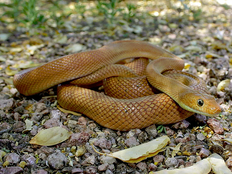 Reptile Facts - The Baja California Ratsnake (Bogertophis...