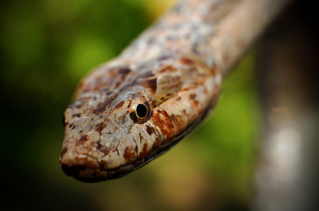 Reptile Facts - shychemist: Antiguan Racer (Alsophis antiguae)