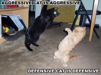 Agressive catfight
