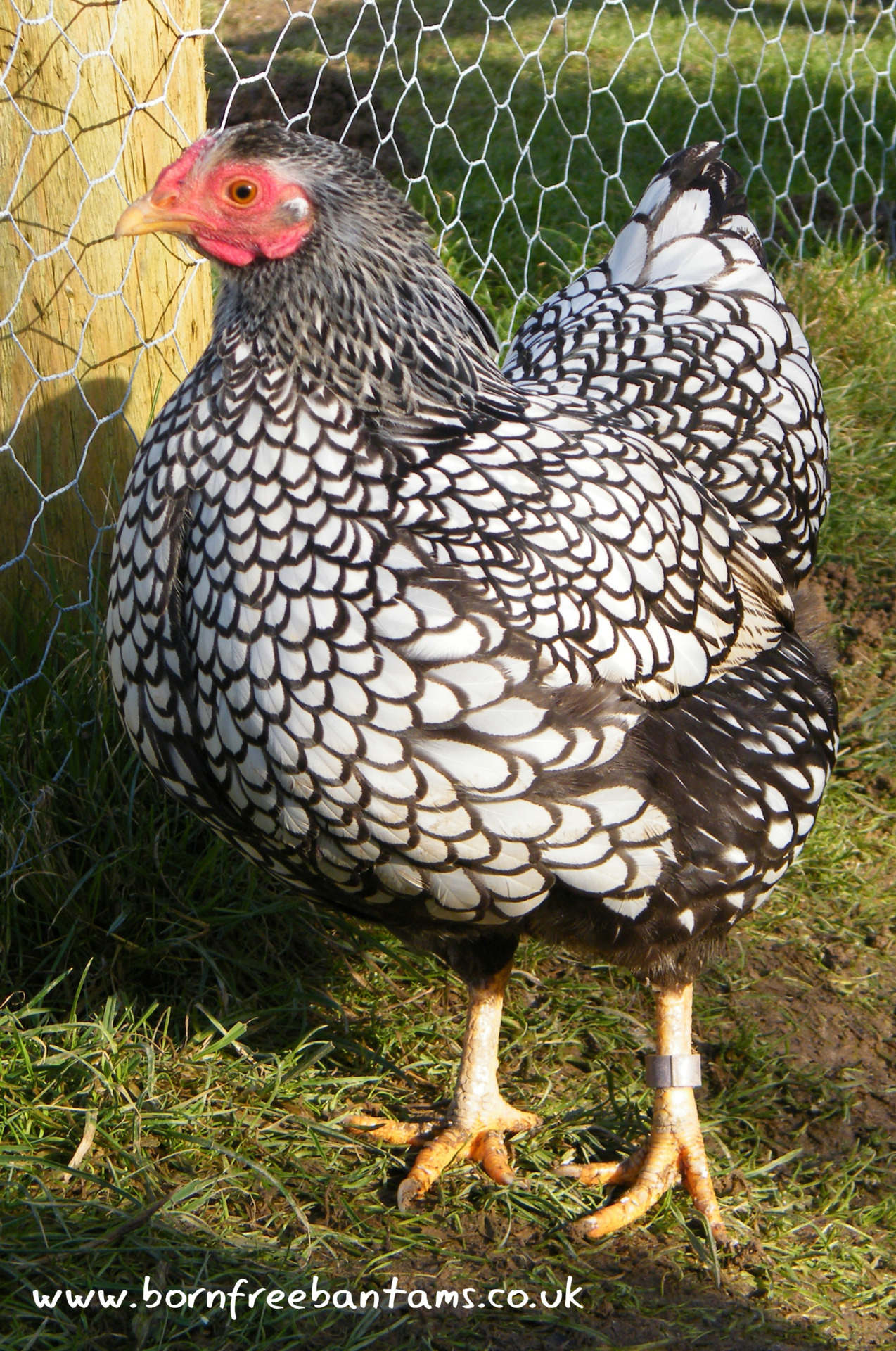 Born Free Bantams | One of my Silver Laced Wyandotte Bantam breeding...