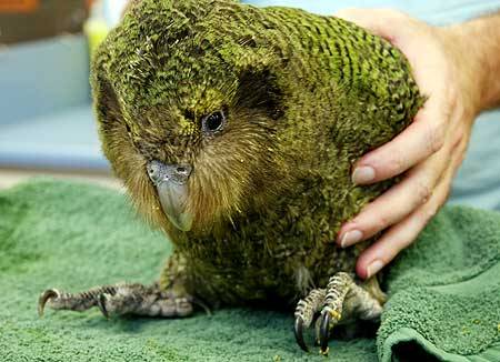 kakapo plush