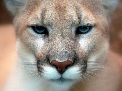 definicja randki puma kultura łączenia, jak całe pokolenie zapomniało, jak się z kimś umówić