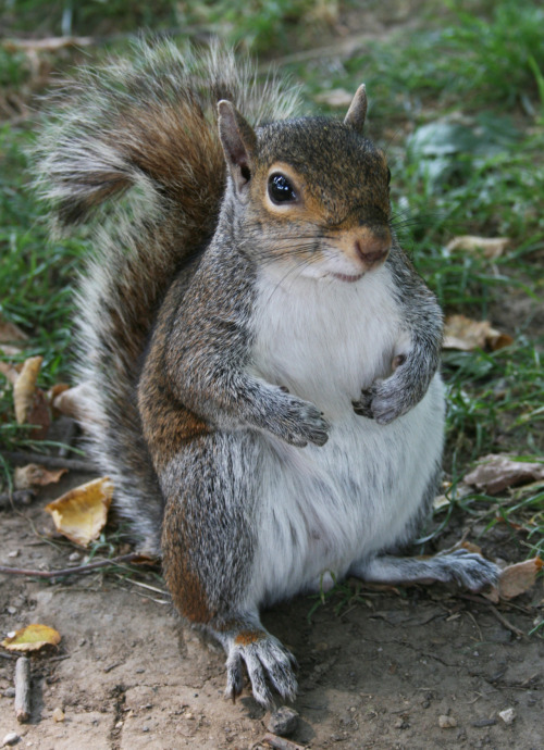 grey squirrel on Tumblr