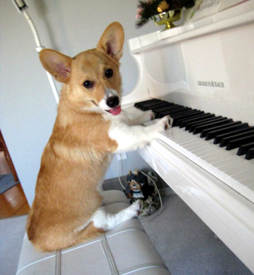 Canadian Corgi Wows Fans With Flawless Piano...
