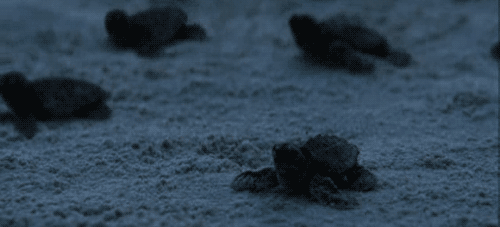 Image result for baby turtles beach