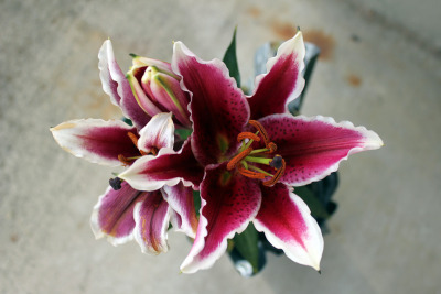Image result for stargazer lilies aestehic