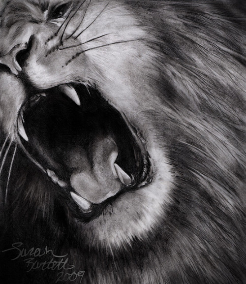 Lion Drawing by NaturePunk.