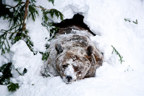 winecupwars:allcreatures:Palle-Jooseppi, a male brown bear at...