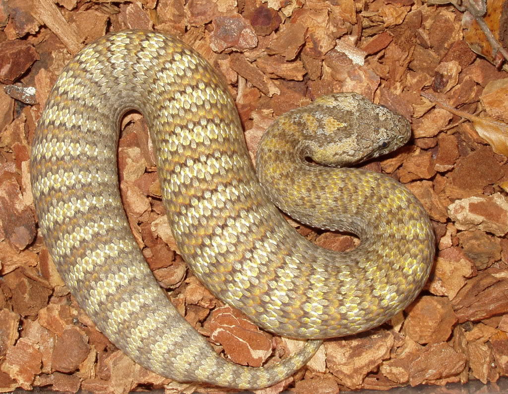 Reptile Facts - The Common Death Adder (Acanthophis antarcticus),...