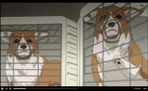 OCD: Obsessive Corgi Disorder, Found a anime with some corgis in it, it