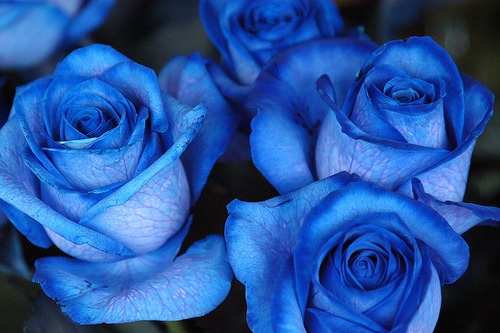 blue rose blue roses flowers flickr