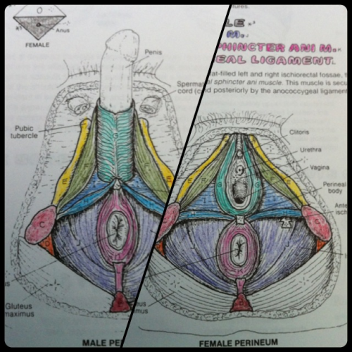 perineum on tumblr first christmas present