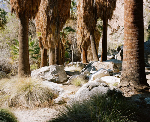 Indian Canyons, Joshua Tree, and somewhere between the coast and...