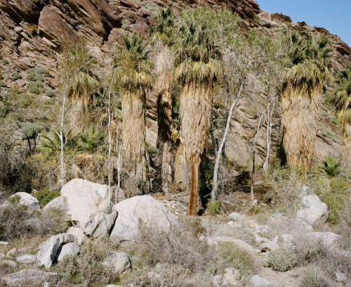 Indian Canyons, Joshua Tree, and somewhere between the coast and...