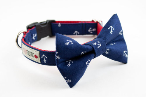 pet collar collar anchor nautical