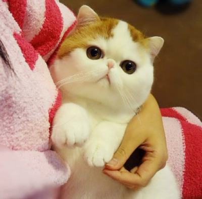 Exotic Shorthair Tumblr