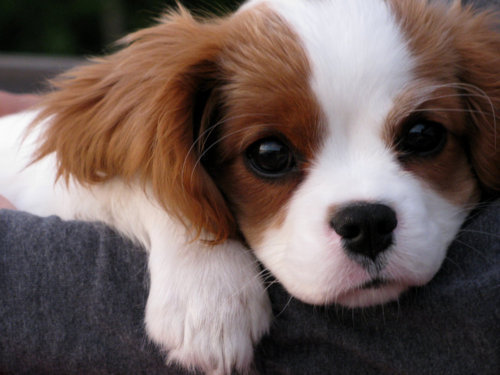 emy-cait:I want This puppy :3