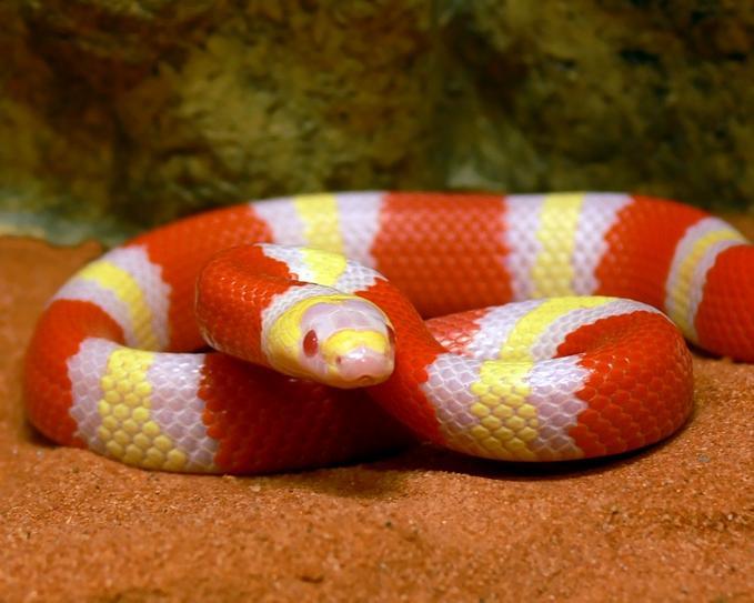 albino honduran milksnake