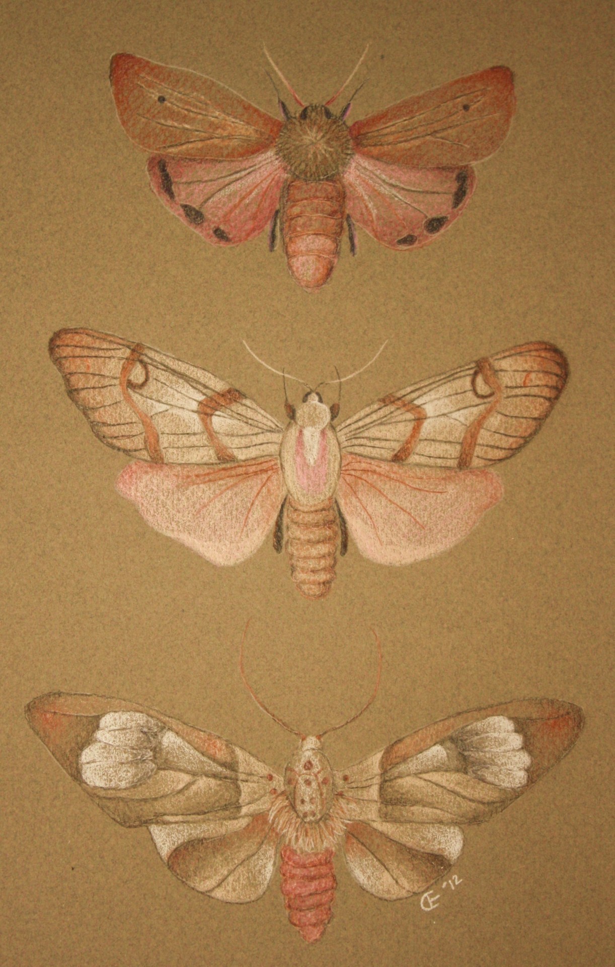 Moths. Colored Pencil. Click through for my blog.