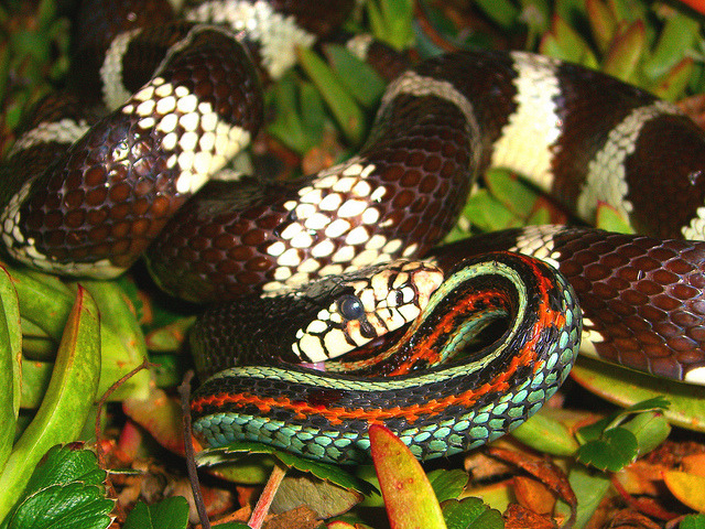 Reptile Facts - giraffe-in-a-tree: California King snake eating...