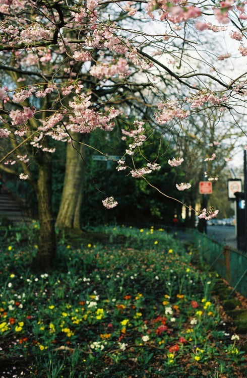 Dream Camera - Cherry Blossoms in Glasgow (Cherry Blossoms in Glasgow)