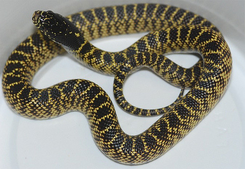 Reptile Facts - Kingsnakes are colubrid snake members of the...