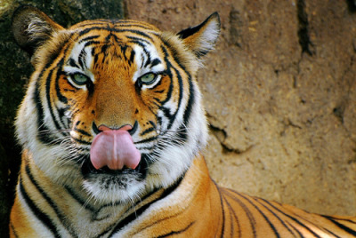 Download 780 Background Hijau Harimau HD Terbaru