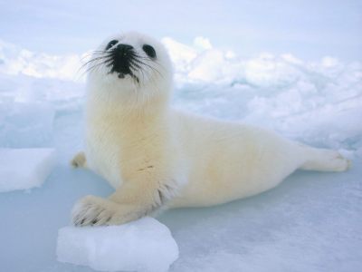 Focas y otros mamíferos marinos.
“Está hecho una foca”, decimos, cuando alguien está realmente gordo. La foca es el paradigma universal de la obesidad. Pero también podría serlo la ballena. O los leones marinos. O en general, cualquiera de los...