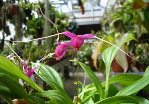 orchid-a-day:Scaphosepalum swertiifoliumMarch 27, 2012