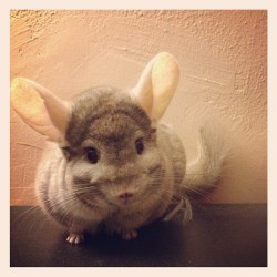 Chinchilla Sued for Trademark Infringement ...