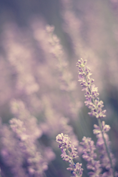 lavender plant on Tumblr