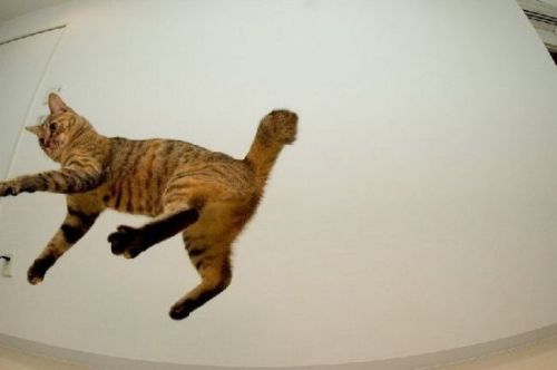 flying cats on Tumblr