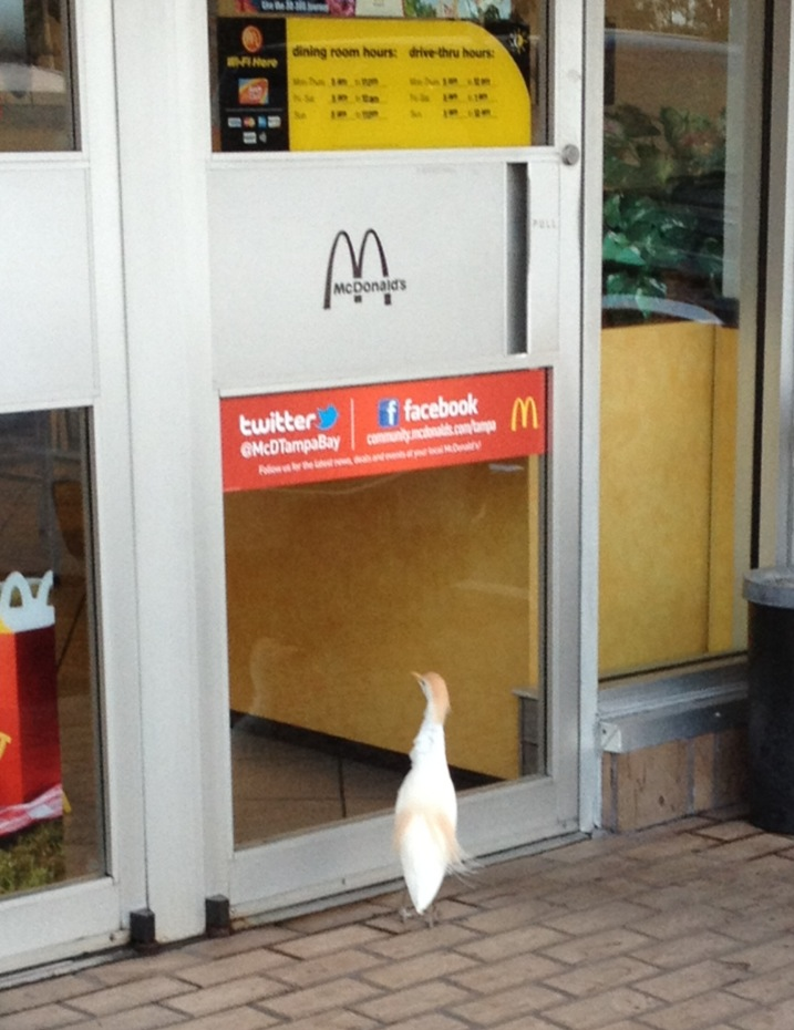 I Am Your Canadian Boyfriend Mcdonalds Has A Twitter