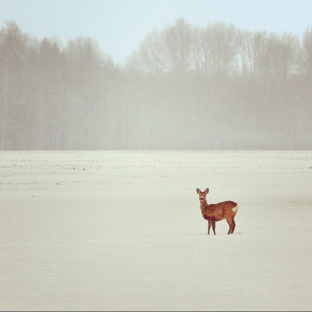 instant-latvia-latvia-animals-wildanimals-roe-forest-winter