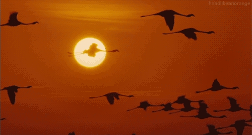 Afbeeldingsresultaat voor journey of the birds by sunrise gif
