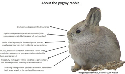 Rabbit phd thesis