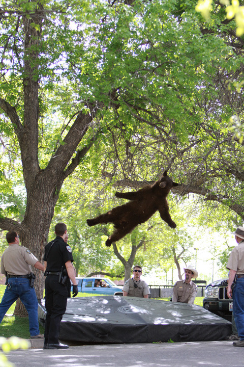 motherjones:
“ “A bear spotted wandering around Williams Village this morning has been safely tranquilized by wildlife officials.”
And sometimes there’s a photo on the internet that everyone must see right now.
”
More photos of the bear.